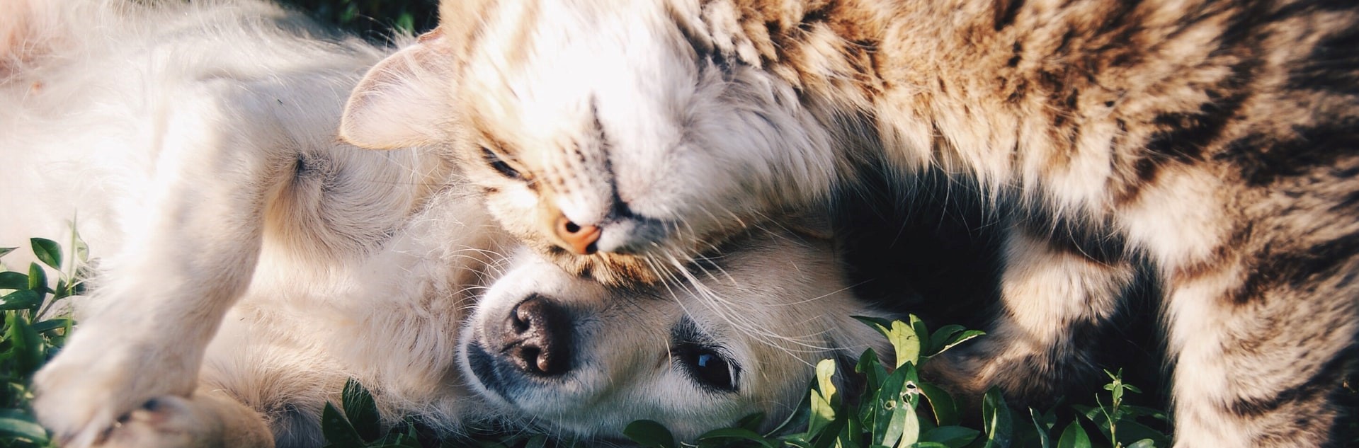 photo chien et chat